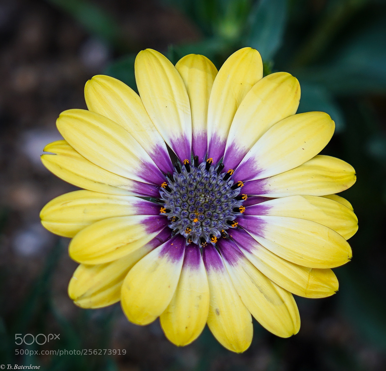 Sony a7R III sample photo. Untitled photography