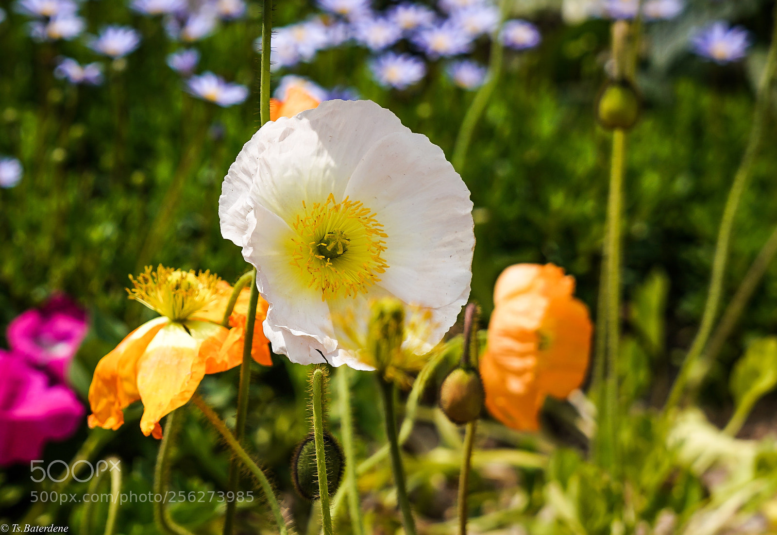 Sony a7R III sample photo. Untitled photography