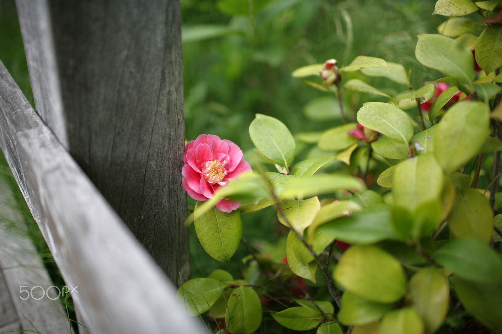 Canon EOS-1Ds Mark II sample photo. The lonely flower photography