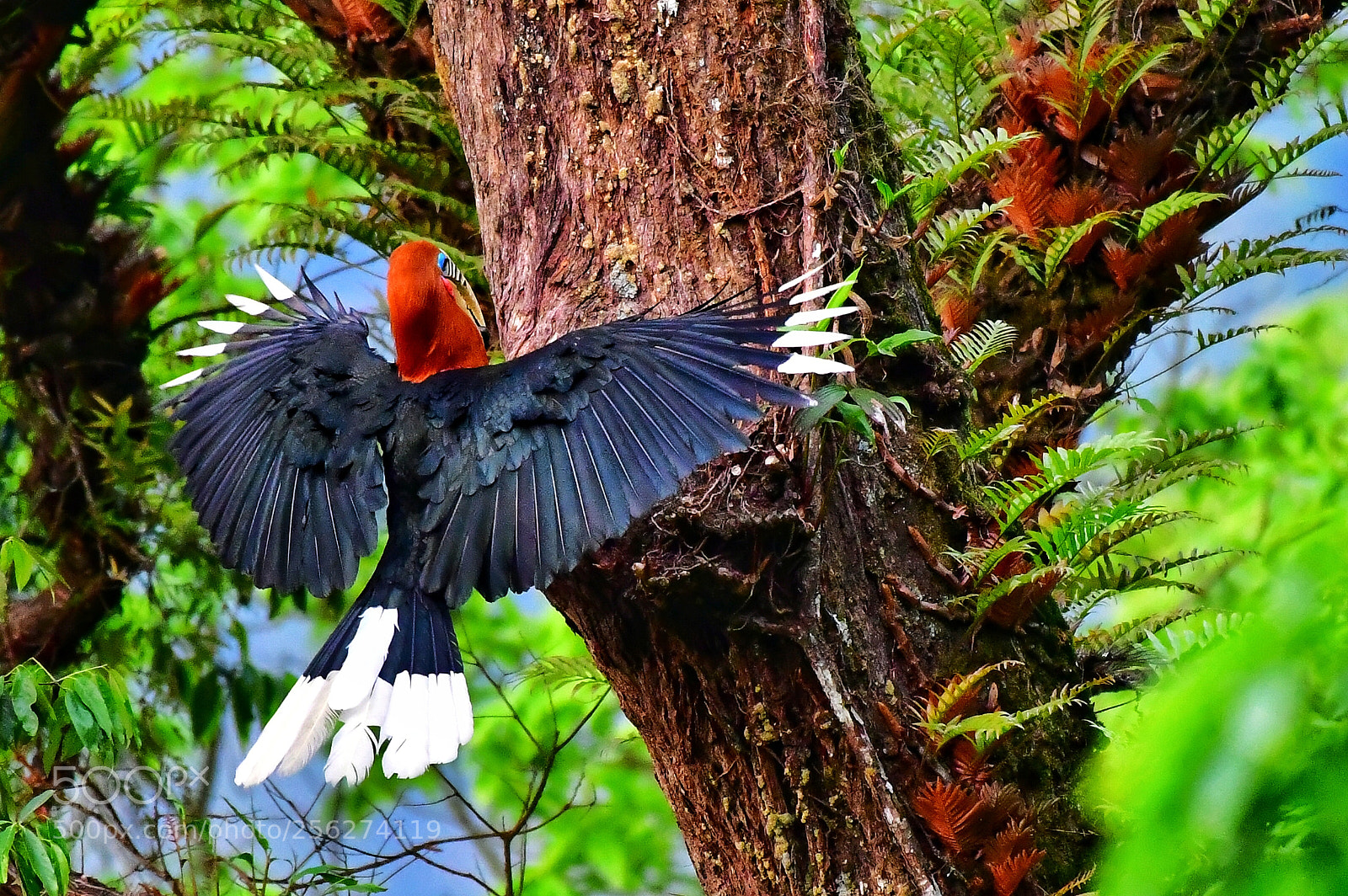 Nikon D5 sample photo. On the fly rufous-necked photography