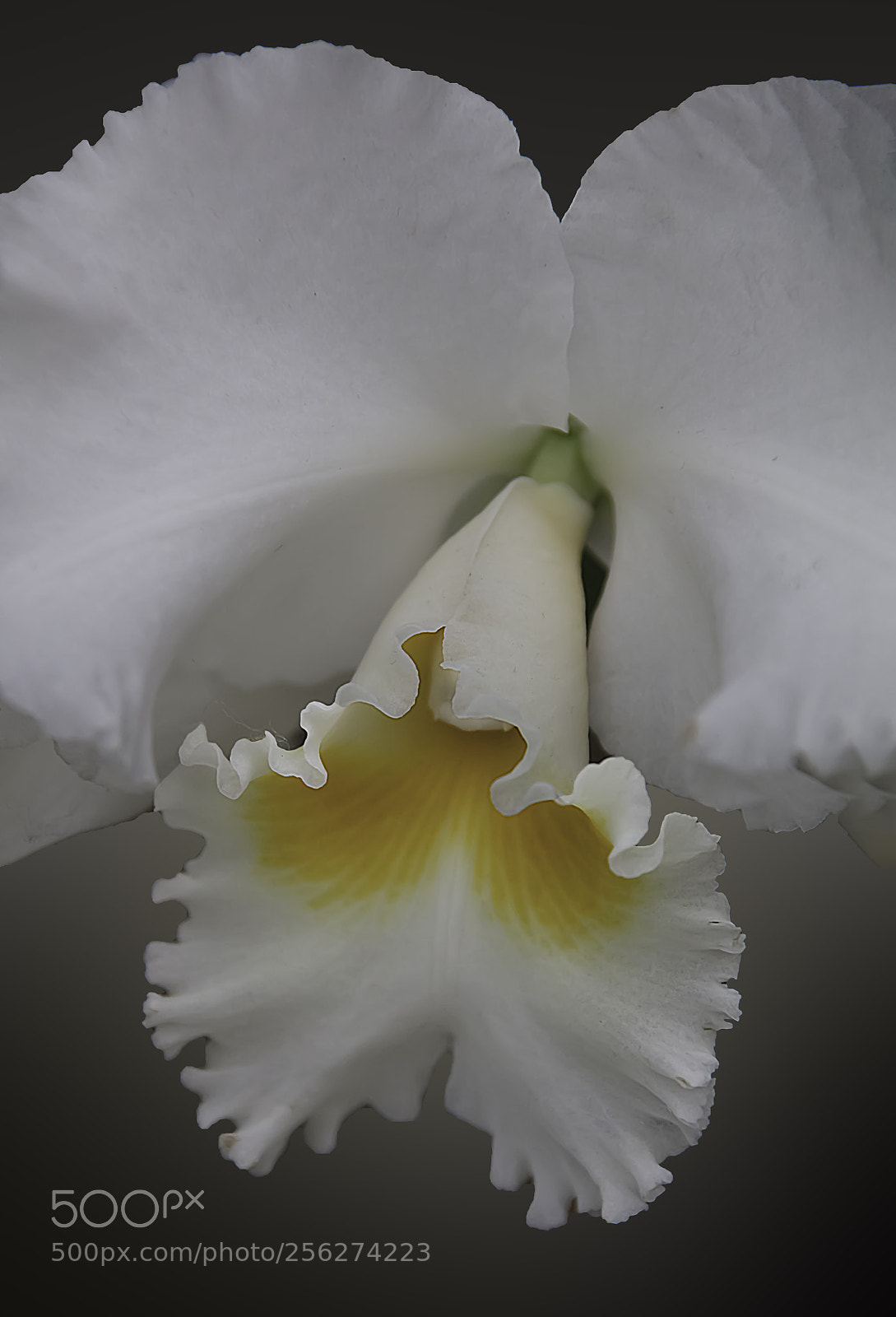 Canon EOS 5DS sample photo. White orchid photography