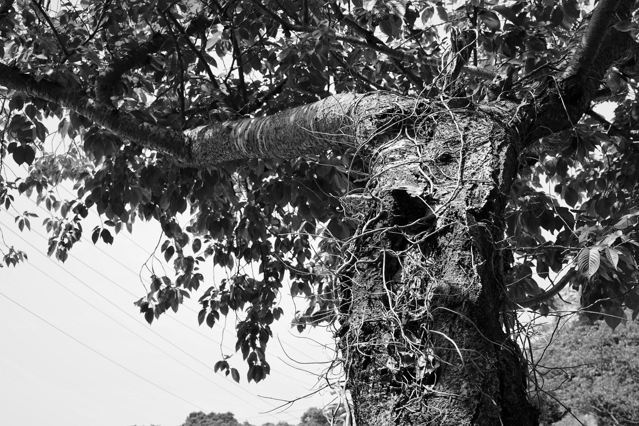 Sony a7 II + Sony Sonnar T* FE 55mm F1.8 ZA sample photo. Monster tree photography