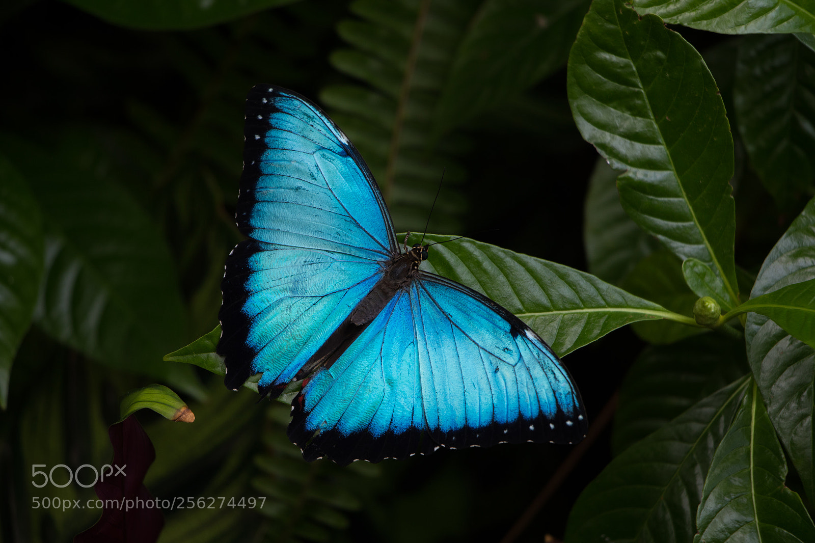 Canon EOS 7D Mark II sample photo. Blue butterfly photography