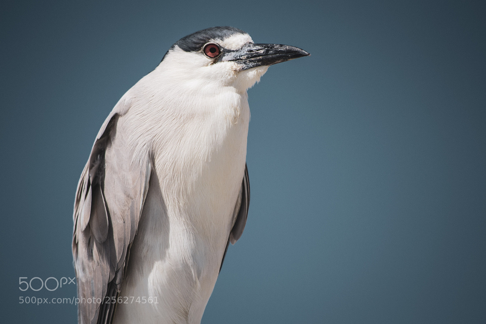 Nikon D3100 sample photo. Black-crowned night heron photography