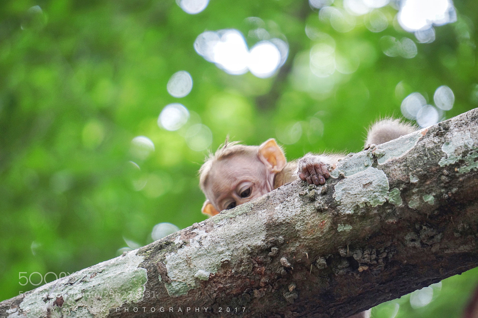 Sony Alpha a3500 sample photo. Hide'n'seek photography