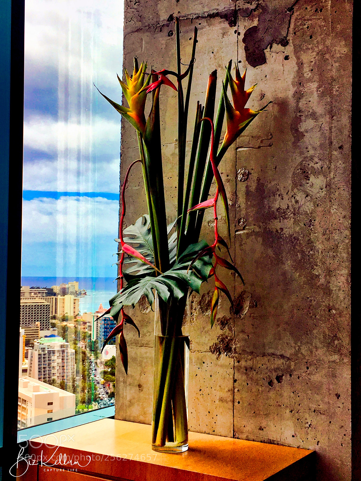 Apple iPhone 6s sample photo. Birds of paradise in photography