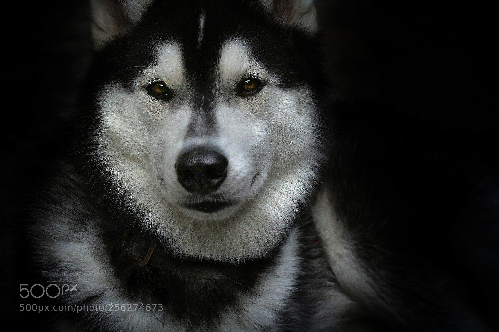 Canon EOS 350D (EOS Digital Rebel XT / EOS Kiss Digital N) sample photo. My beautiful dog photography