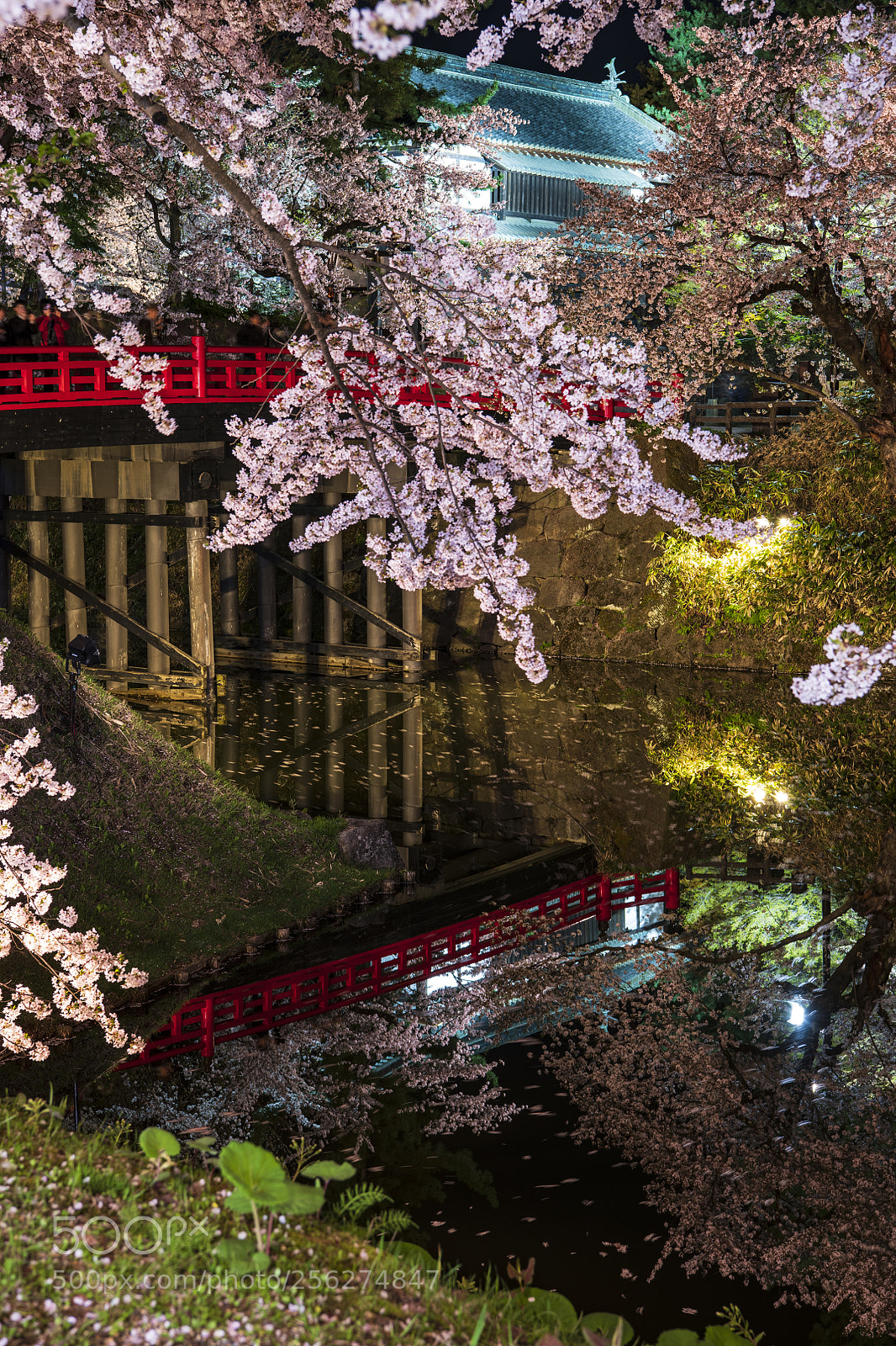 Nikon D850 sample photo. Dream at night in photography