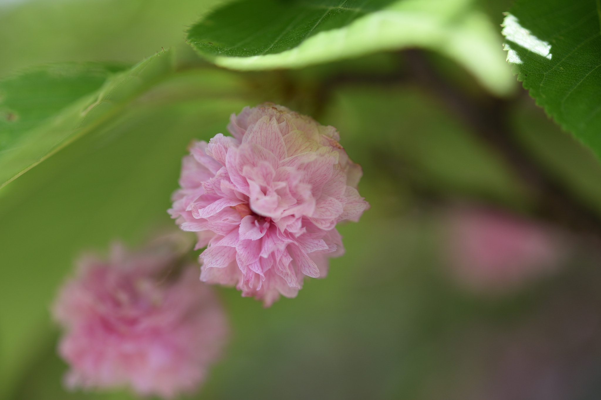 Nikon AF-S Micro-Nikkor 60mm F2.8G ED sample photo. 兼六園菊桜　城端別院善徳寺 photography