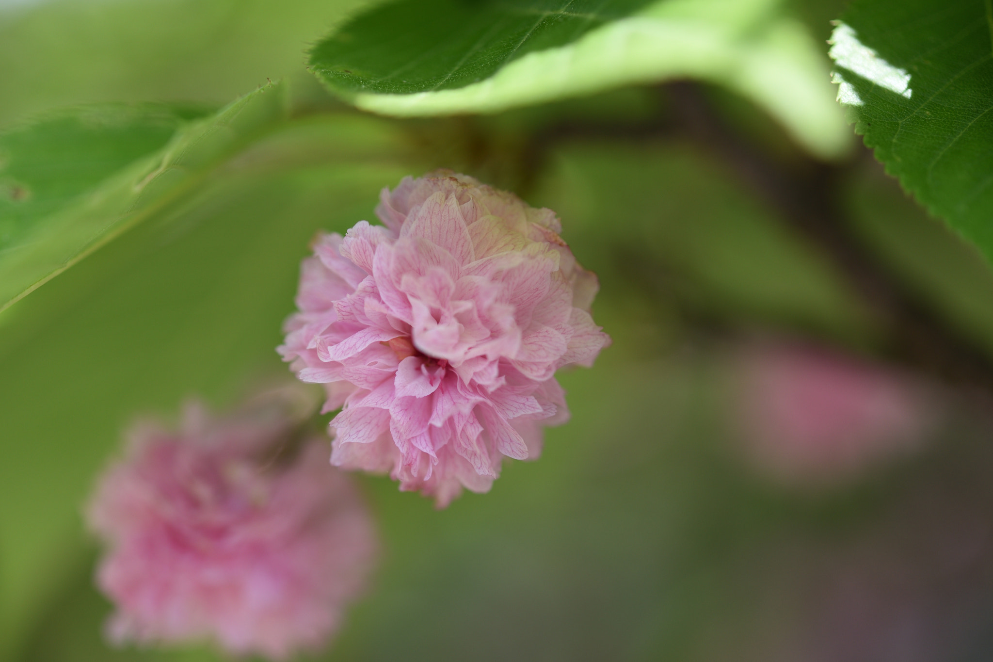 Nikon D750 + Nikon AF-S Micro-Nikkor 60mm F2.8G ED sample photo. 兼六園菊桜　城端別院善徳寺 photography