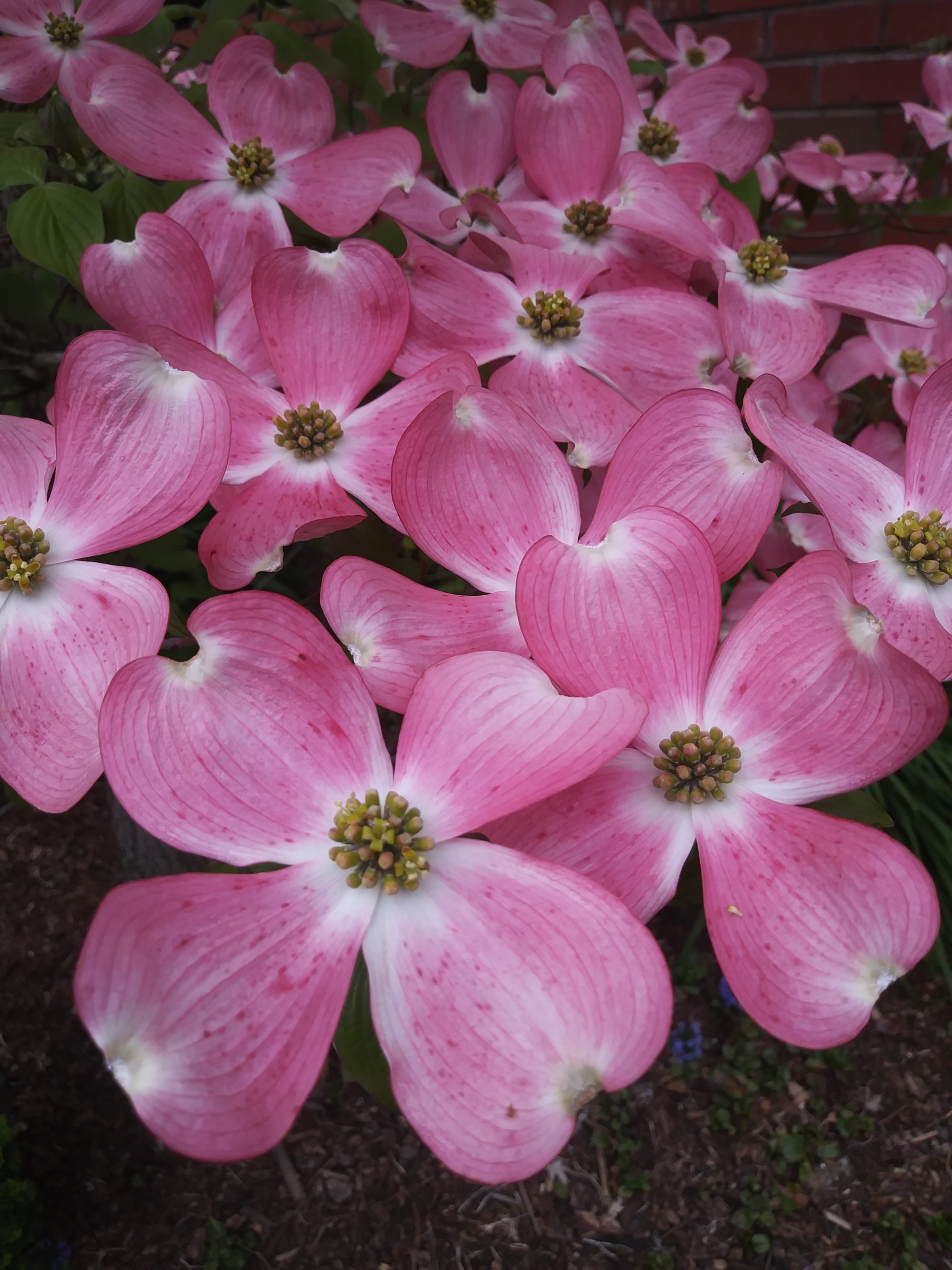 LG K20 PLUS sample photo
