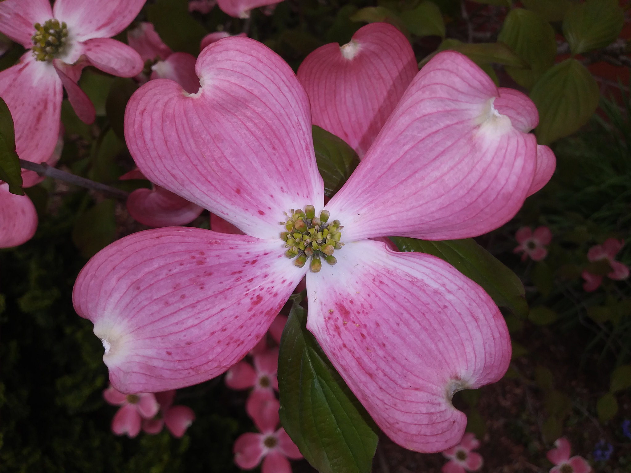 LG K20 PLUS sample photo