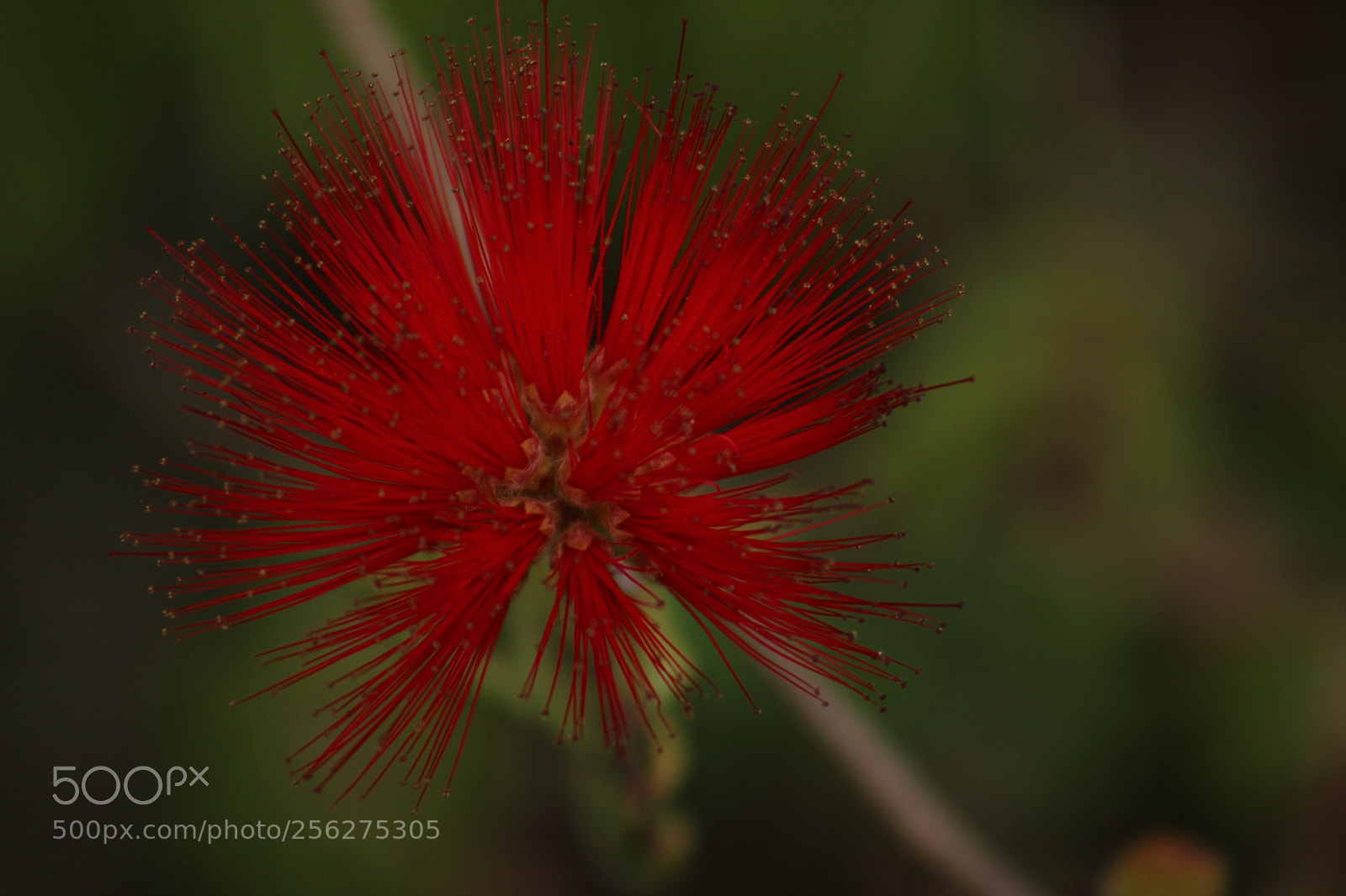 Canon EF 75-300mm f/4-5.6 sample photo. Rise photography