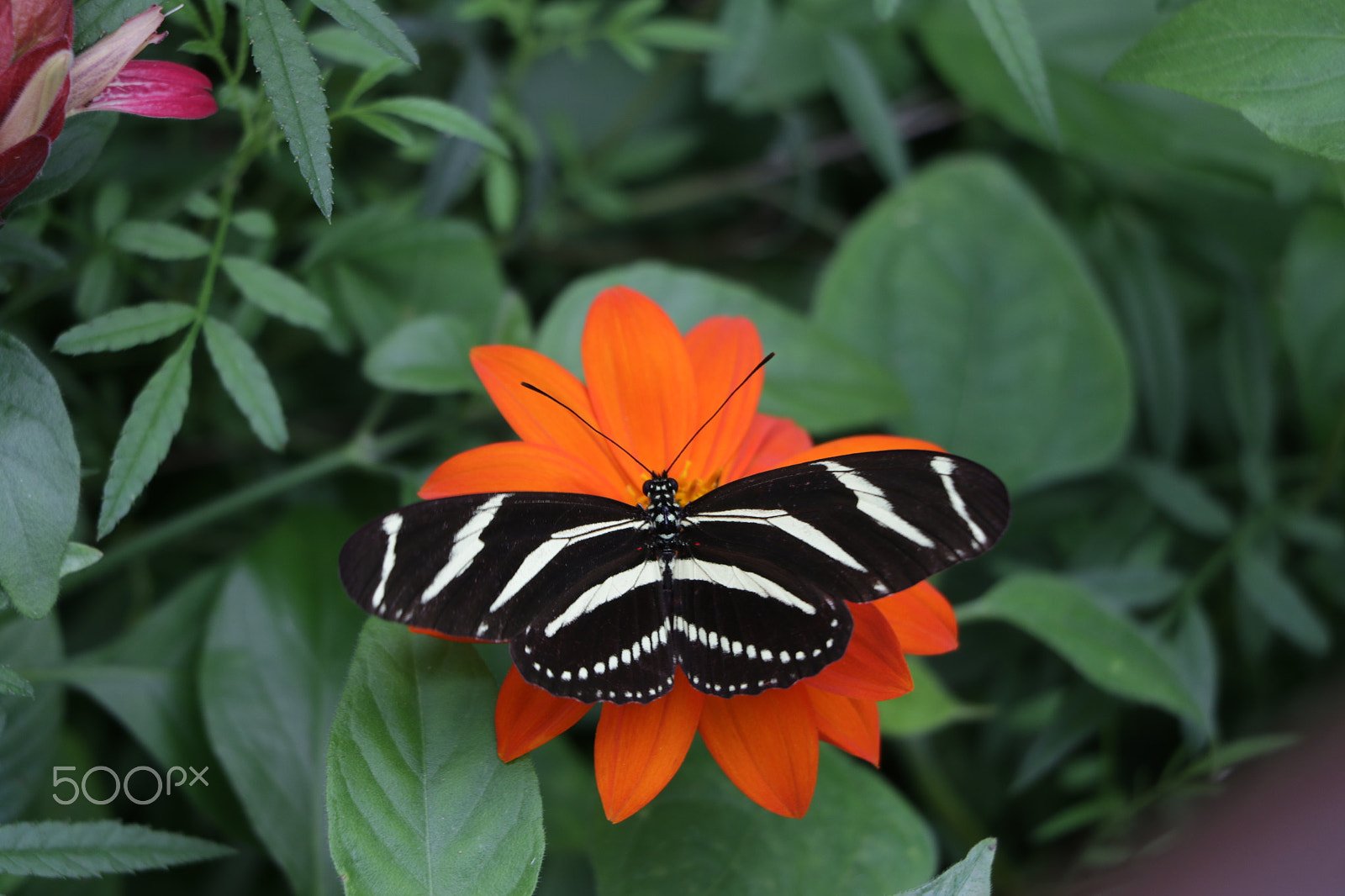 Canon EOS 7D Mark II sample photo. Black and white butterfly on orange flower photography