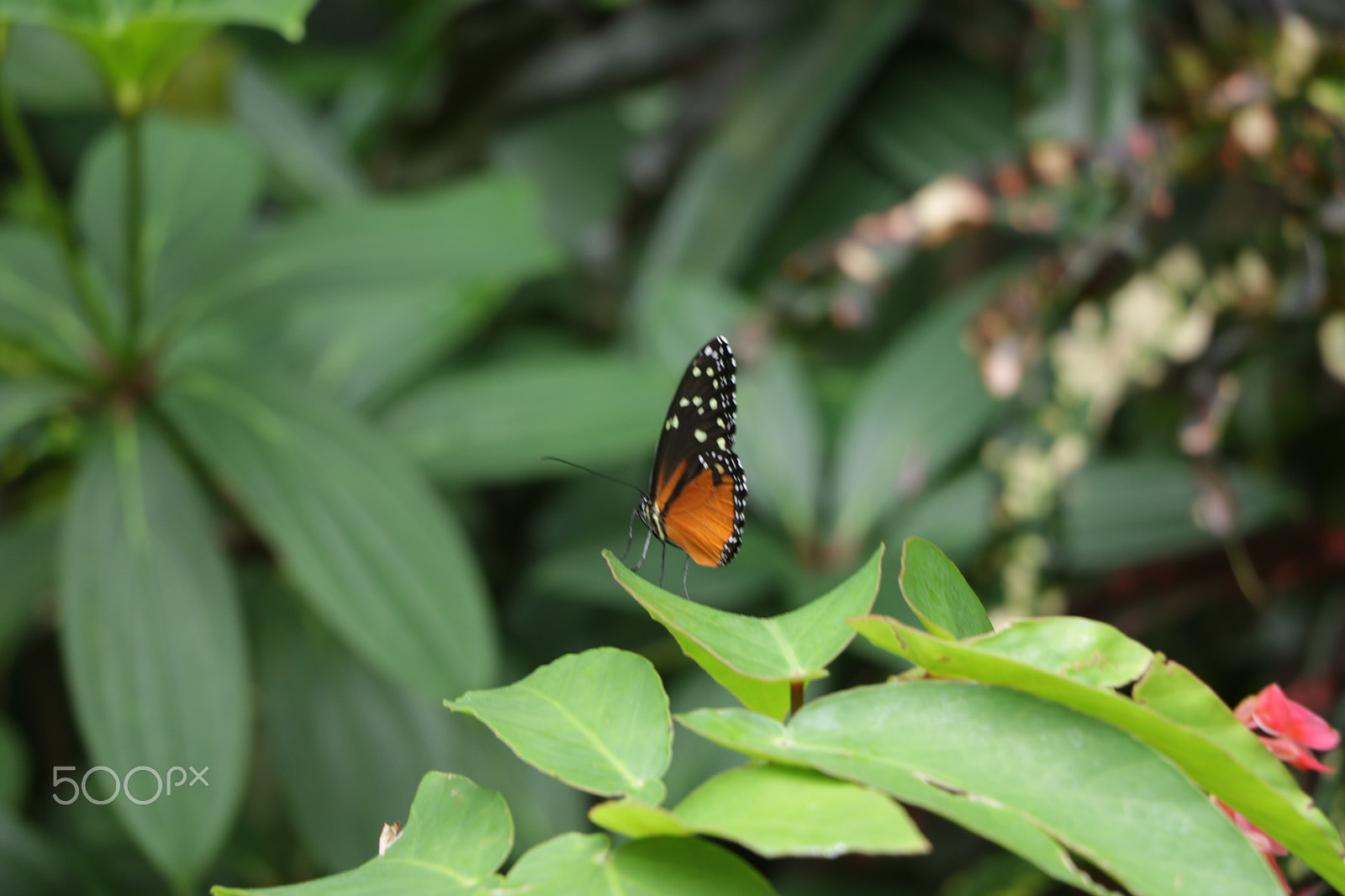 Canon EOS 7D Mark II sample photo. Black and orange butterfly photography