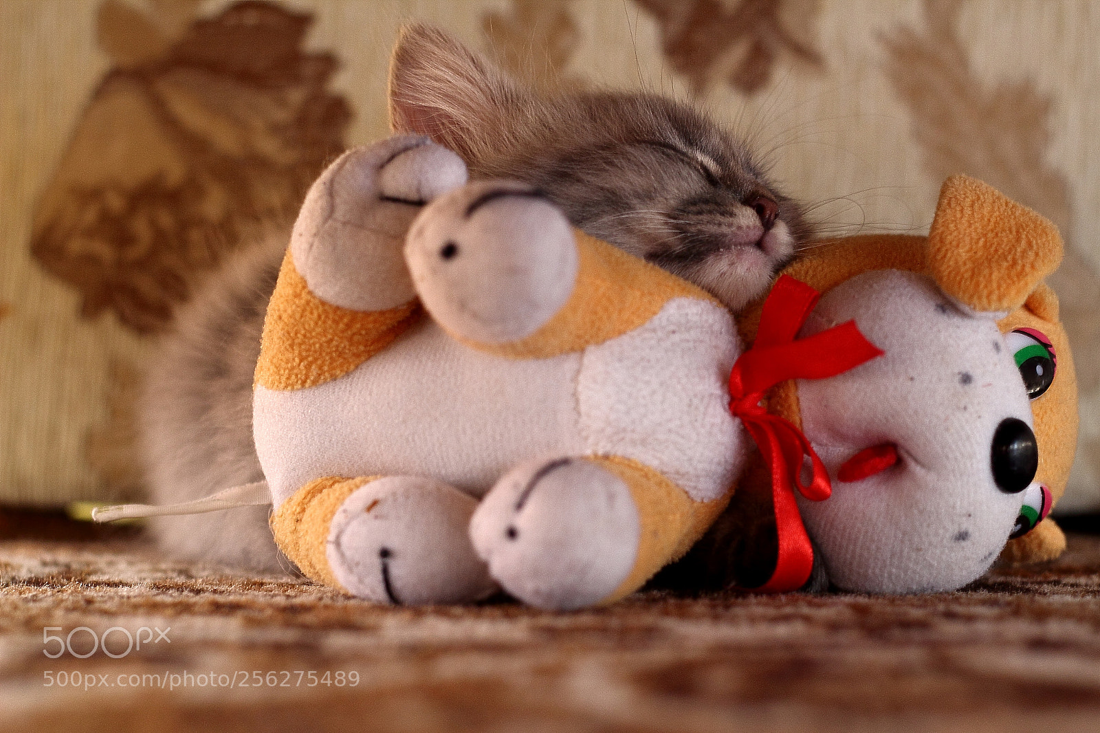 Canon EOS 600D (Rebel EOS T3i / EOS Kiss X5) + Canon EF 50mm F1.8 II sample photo. Cats photography