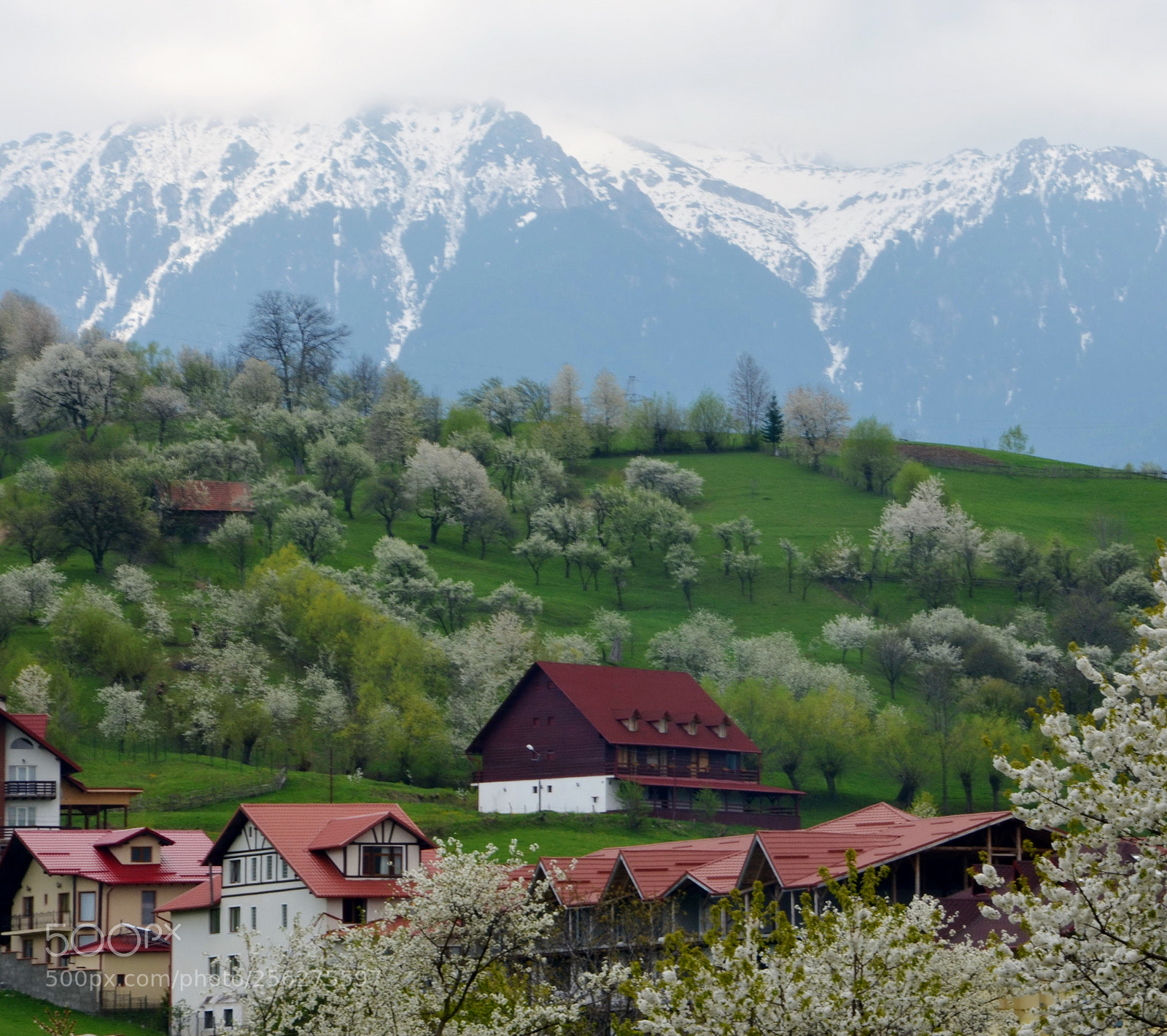 Nikon D5100 sample photo. White trees, white peaks photography