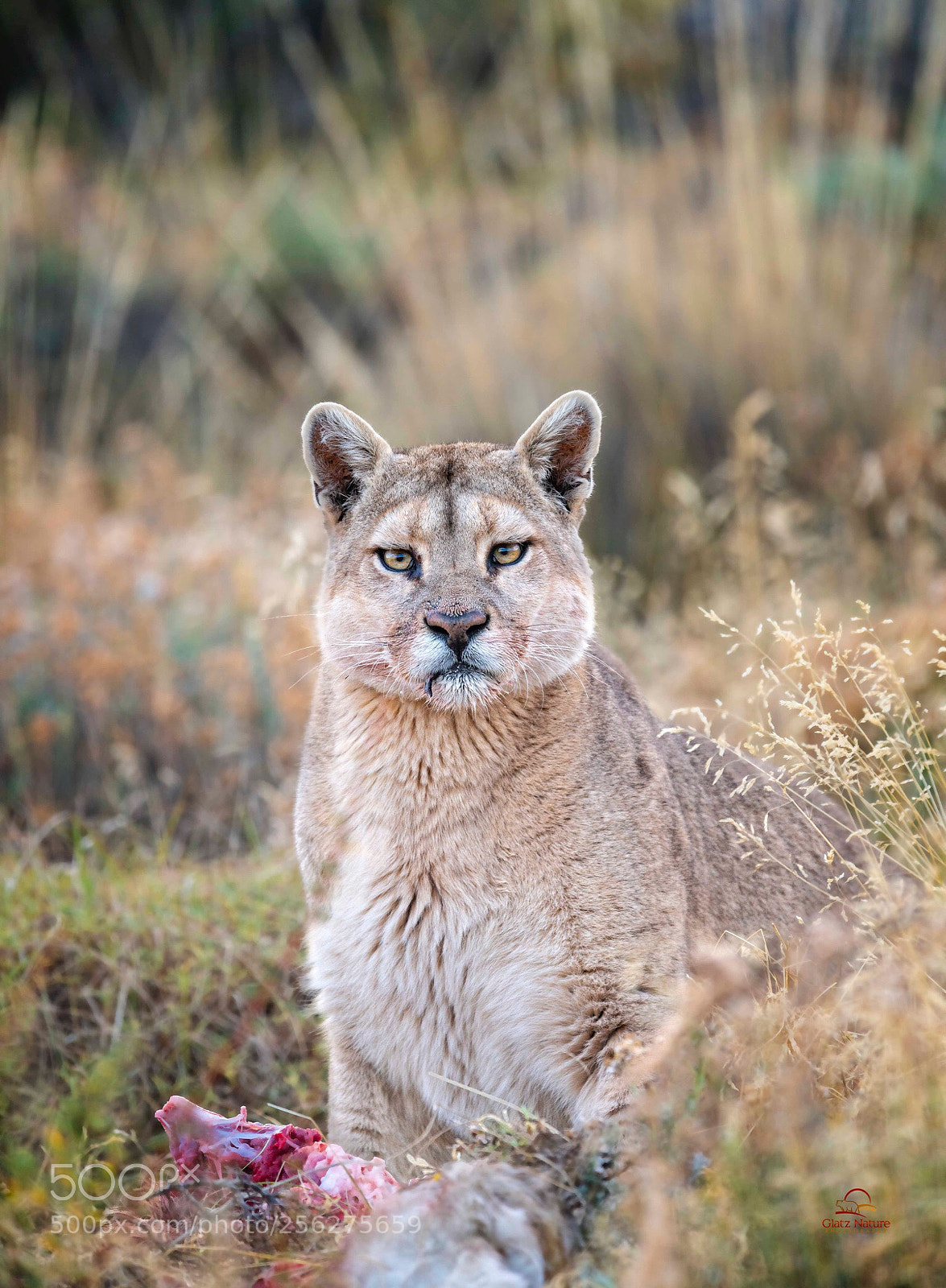 Nikon D850 sample photo. Wild puma on her photography