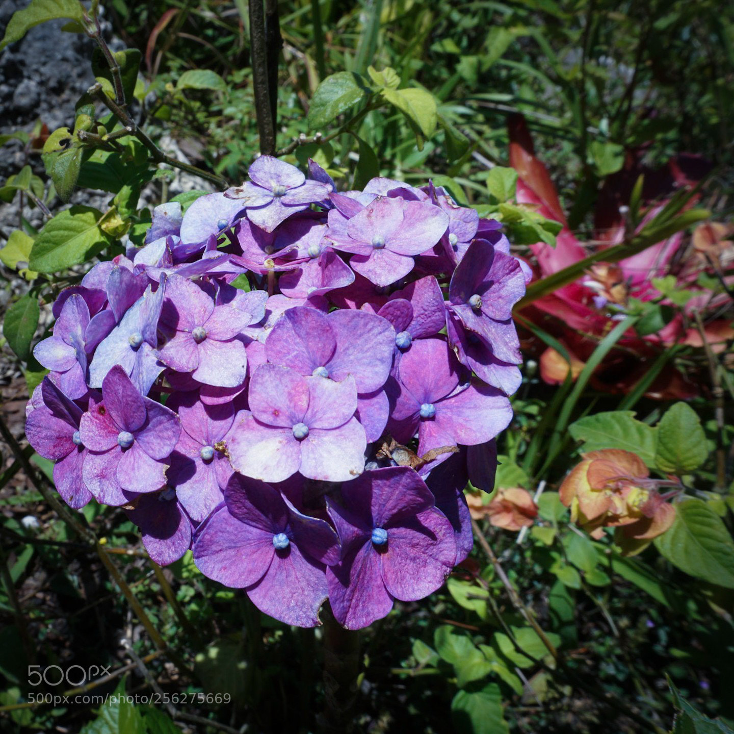 Sony a6000 sample photo. Wild bouquet photography