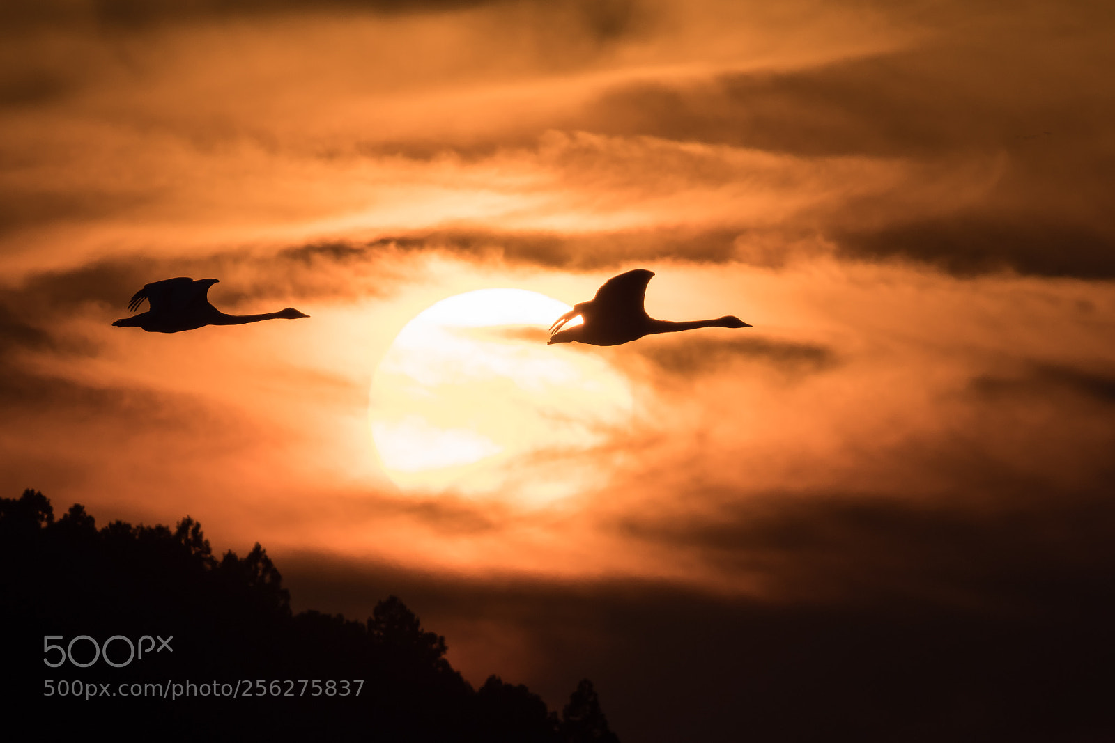 Olympus OM-D E-M1 Mark II sample photo. Flight of dusk photography
