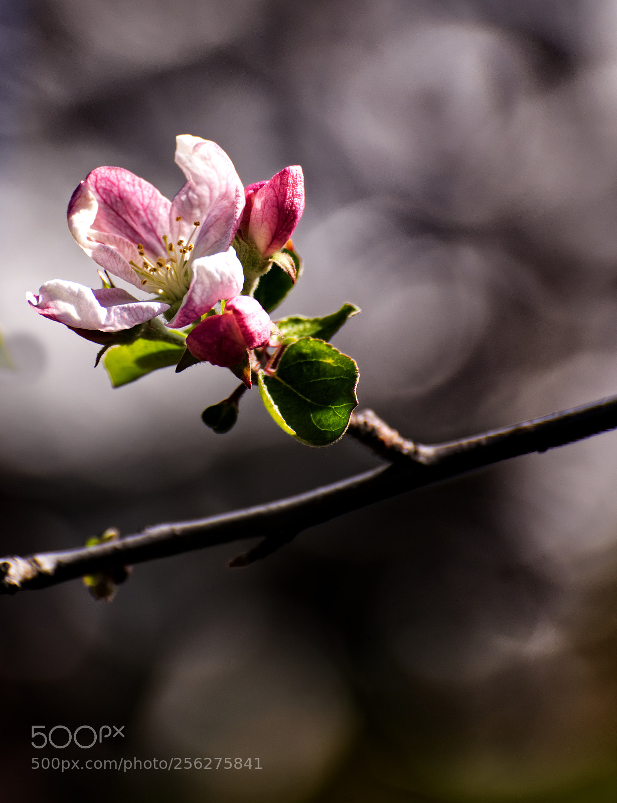 Nikon D810 sample photo. Apple blossom photography