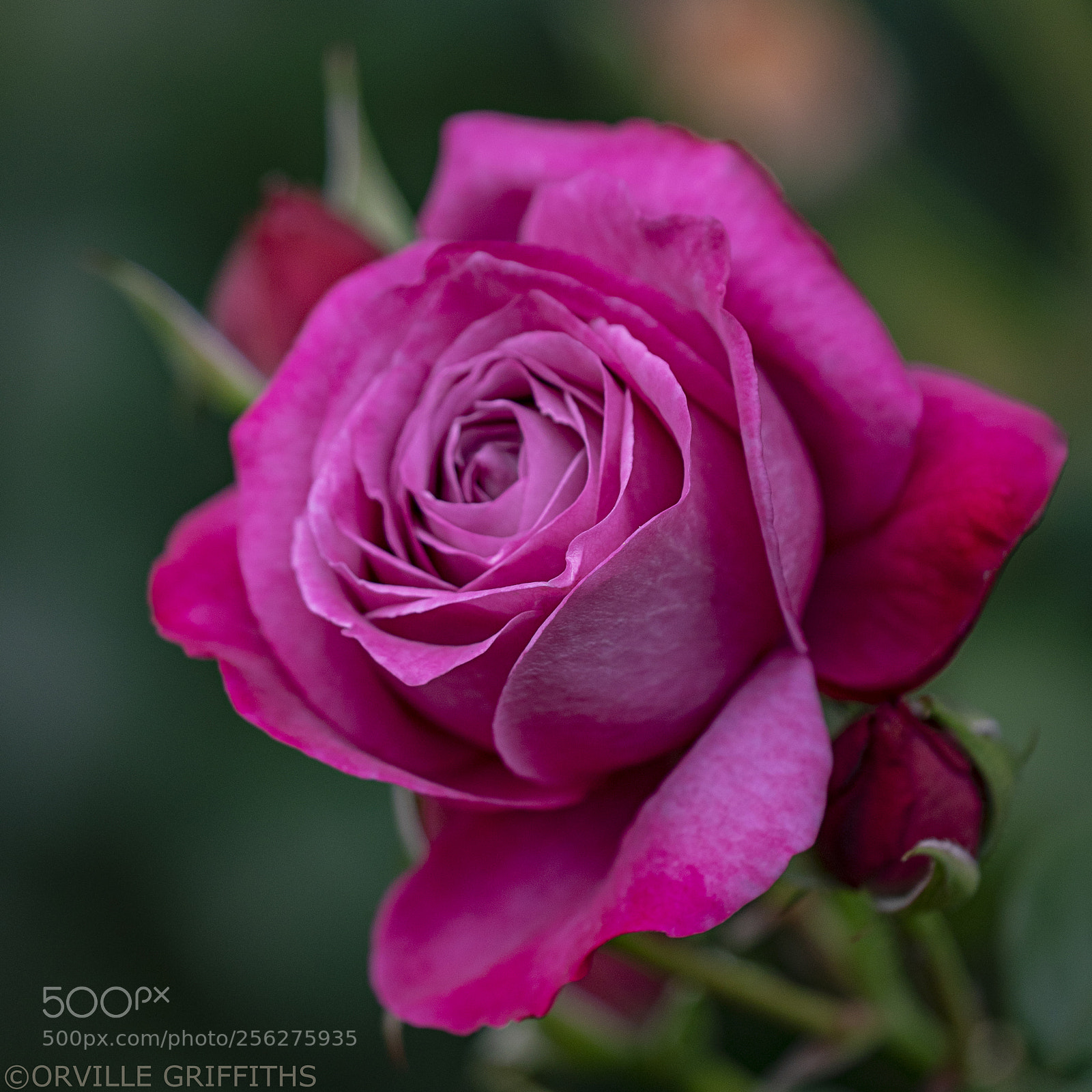 Sony a9 sample photo. Not just**another rose** photography
