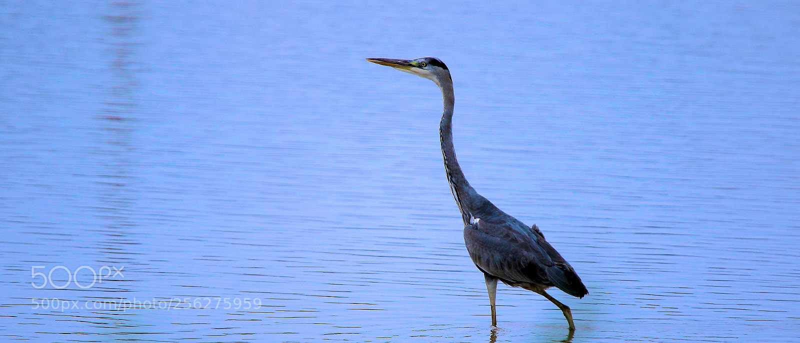 Canon EOS 7D Mark II sample photo. Grey heron photography