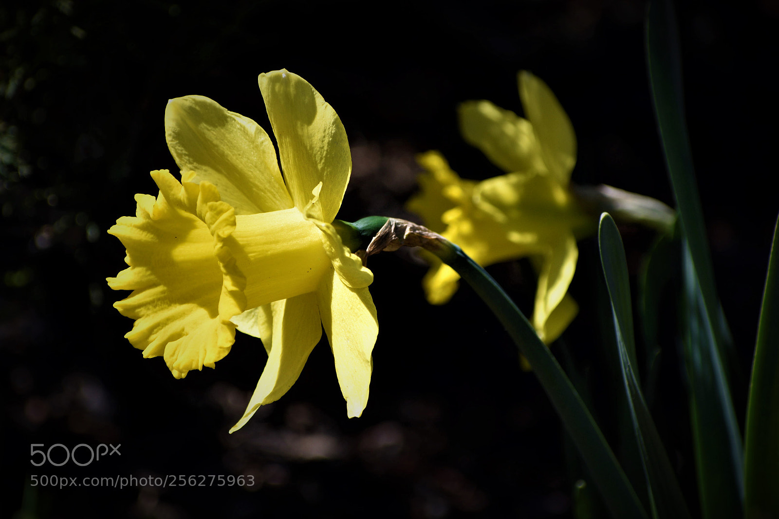 Nikon D5500 sample photo. Spring flower photography