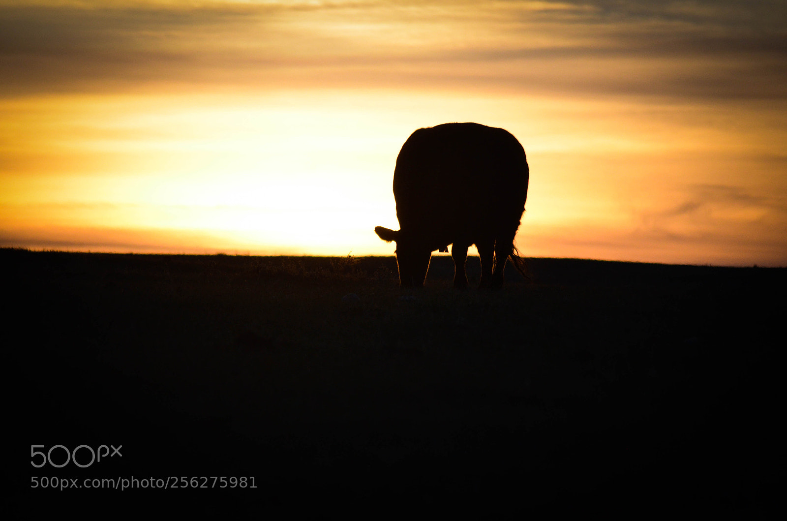 Nikon D5100 sample photo. Cow photography