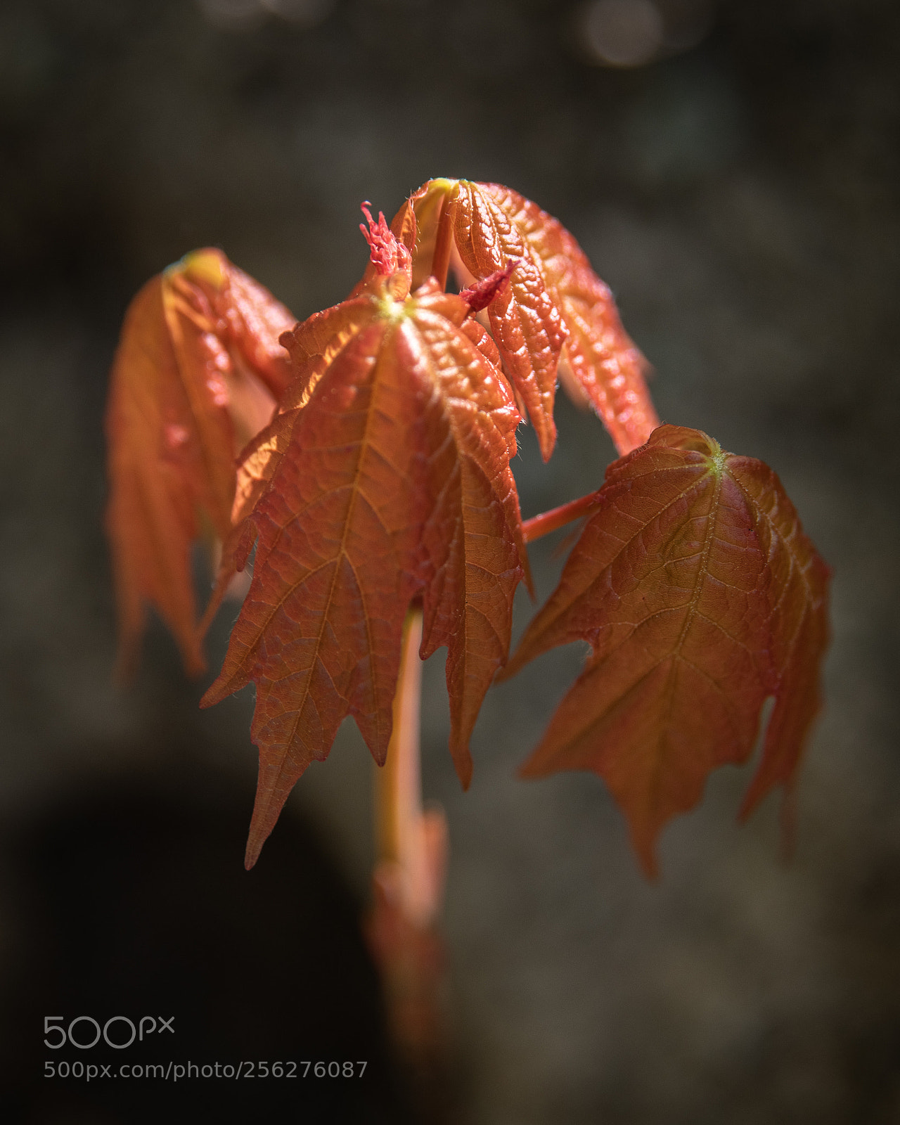 Nikon D850 sample photo. New leaves photography
