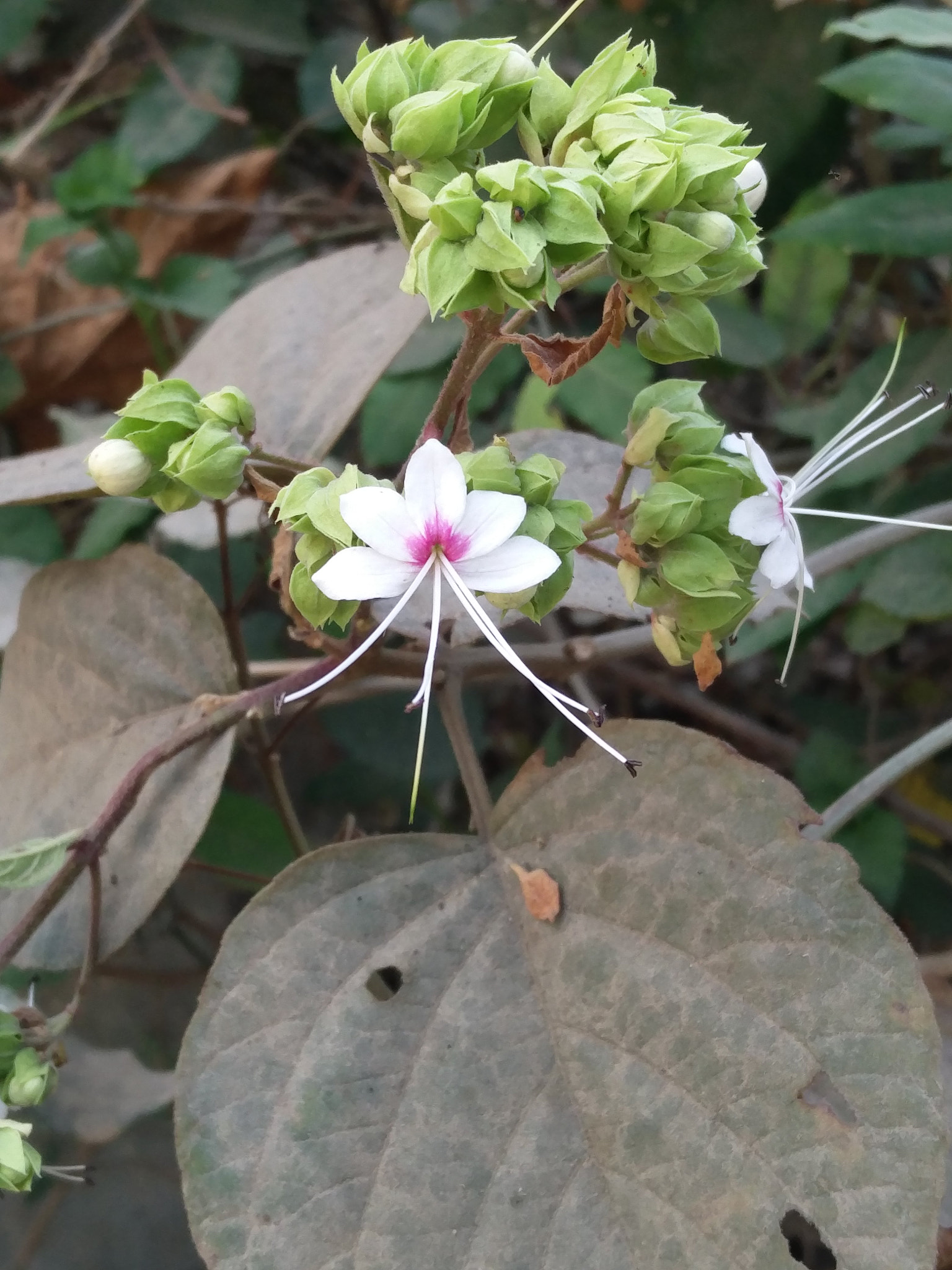 OnePlus 2 sample photo. Morning blossom photography