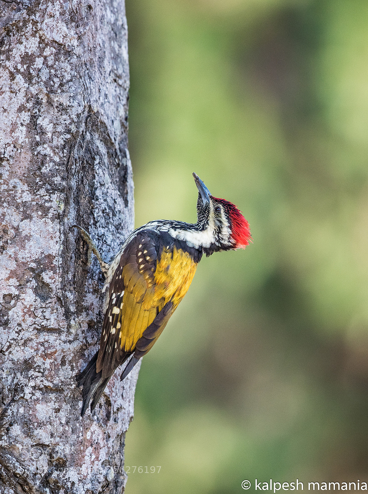 Canon EOS 5DS R sample photo. The flameback. photography