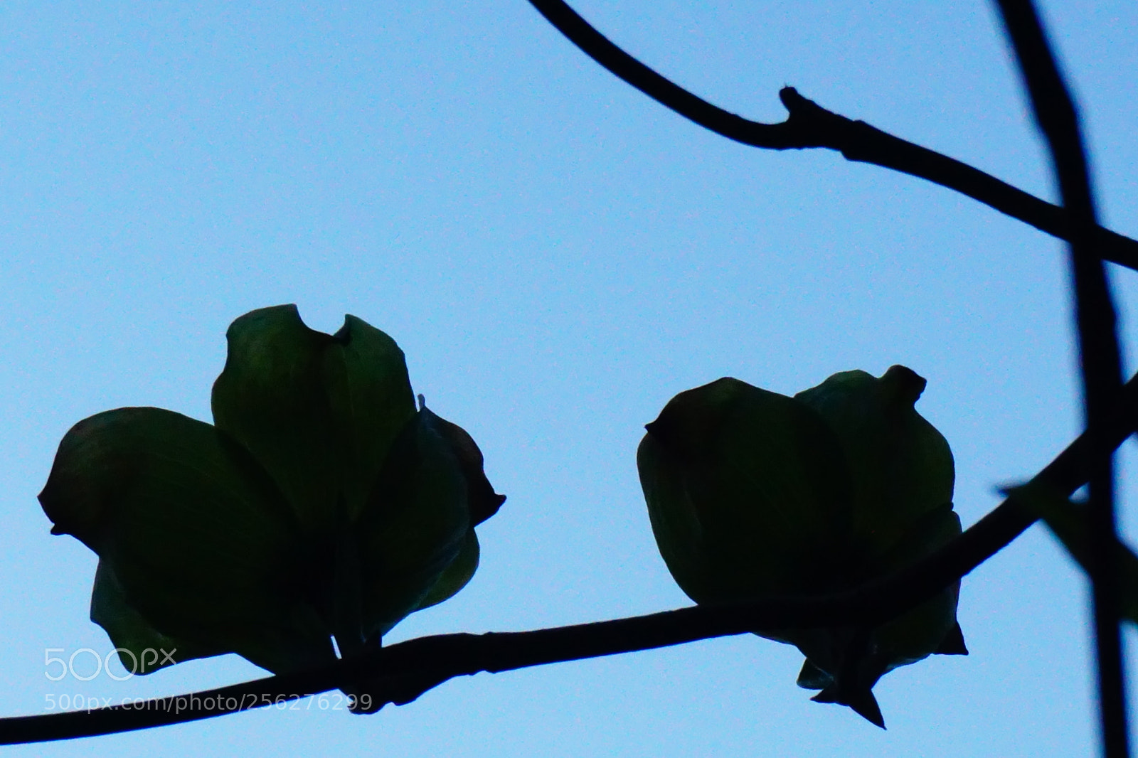 Sony a6000 sample photo. Flowers photography