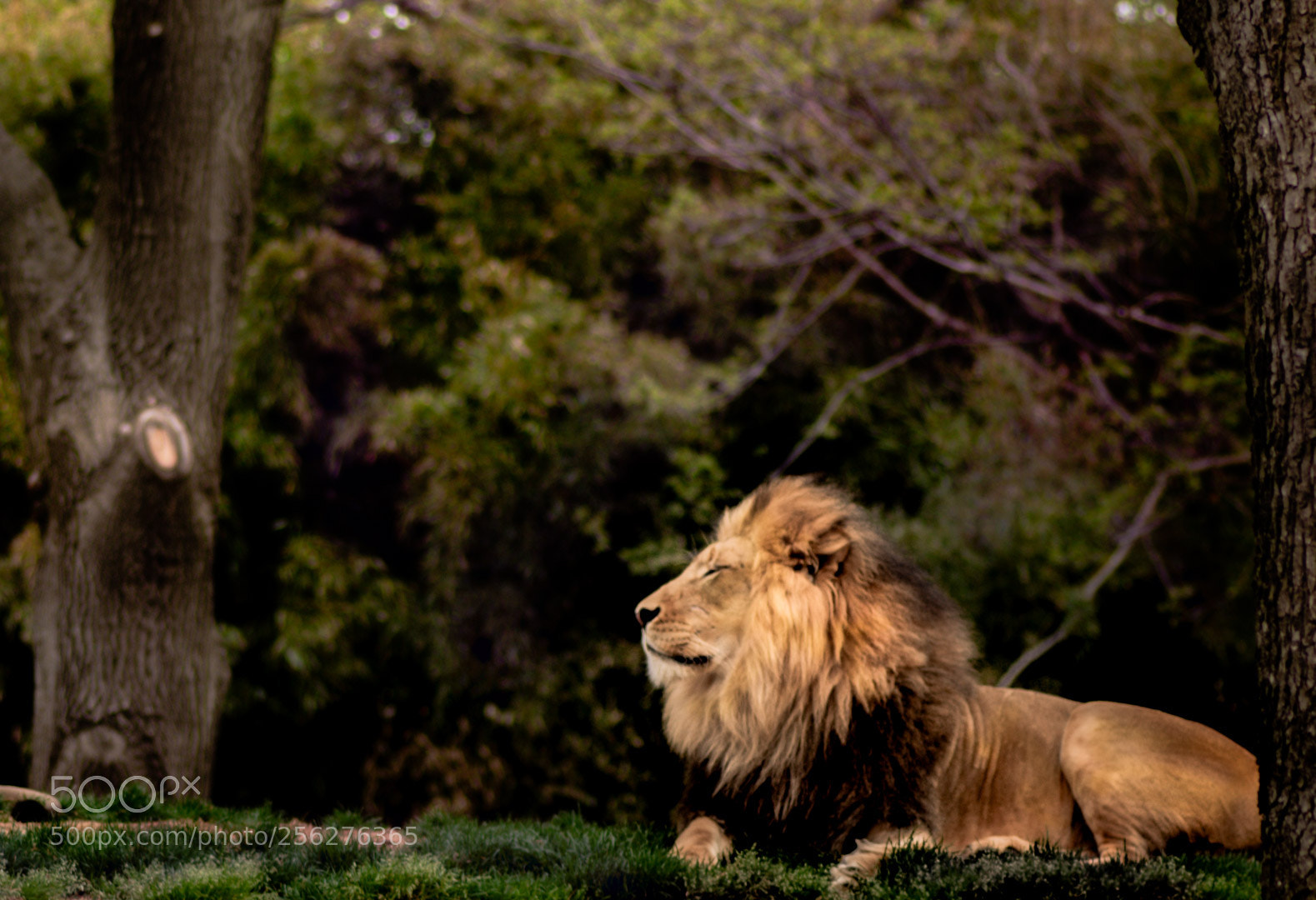 Nikon D750 sample photo. Captured at fairfax on photography