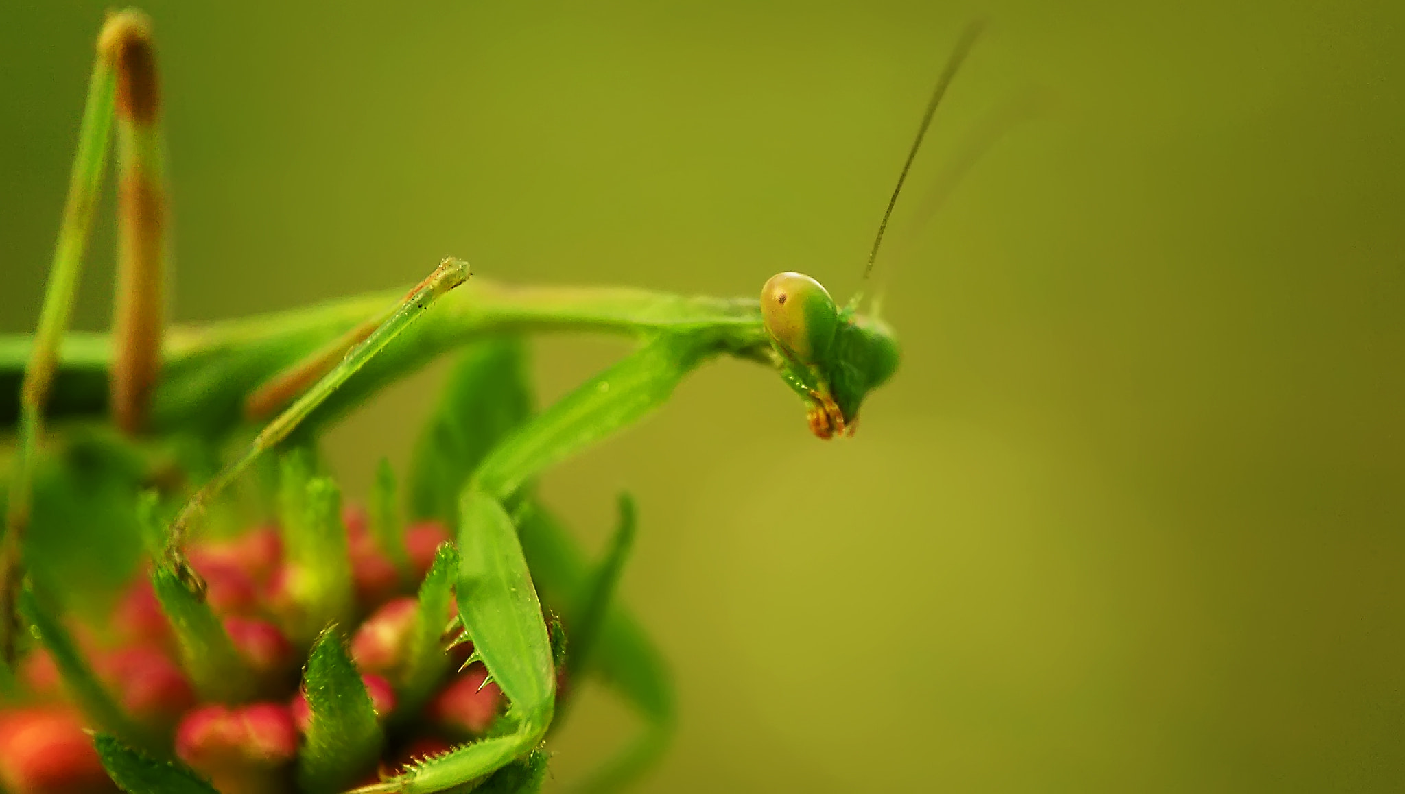 HTC ONE (M8) sample photo. Macro photography