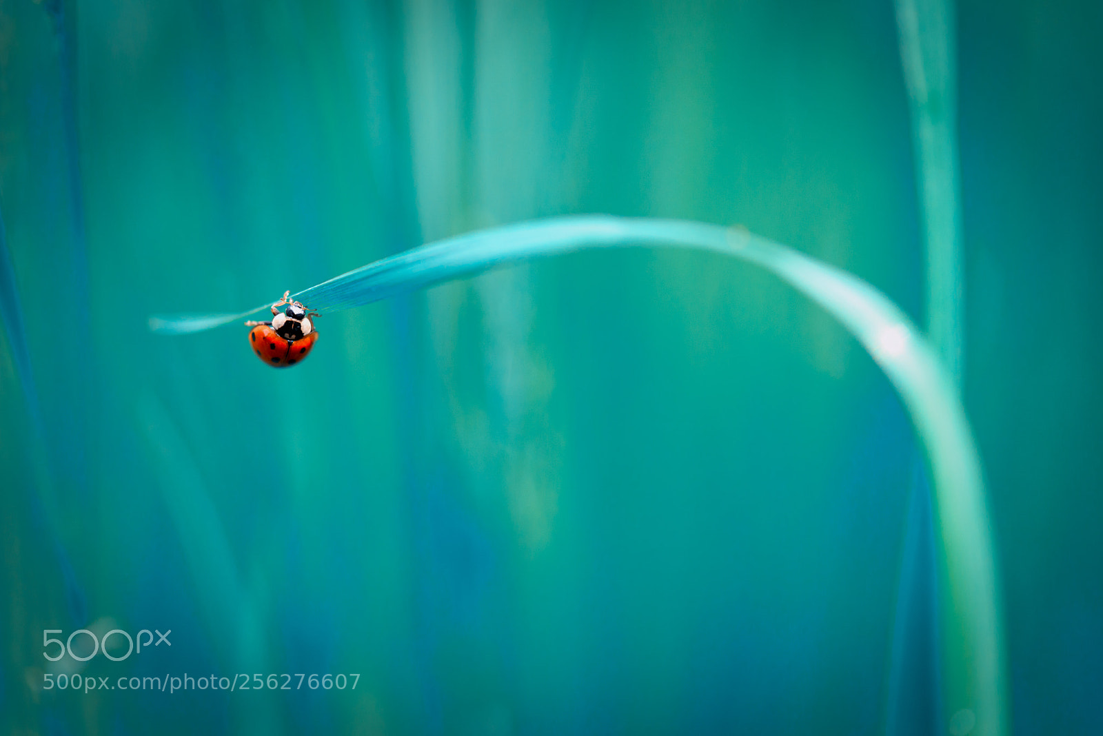 Nikon D800 sample photo. Ladybird photography