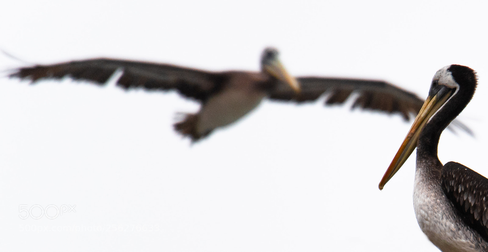 Nikon D750 sample photo. Pelicanos photography