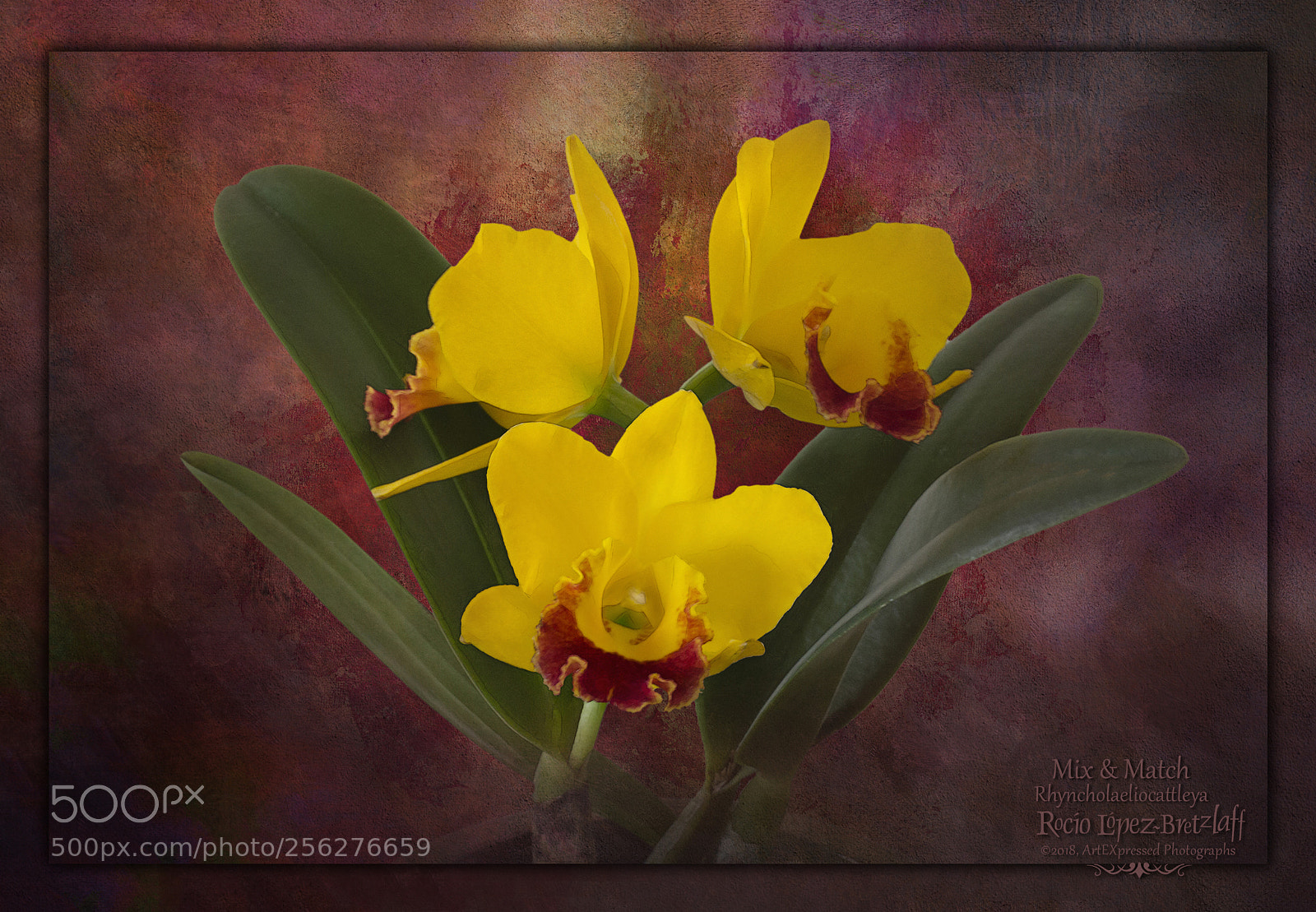 Canon EOS 60D sample photo. Mix & match photography