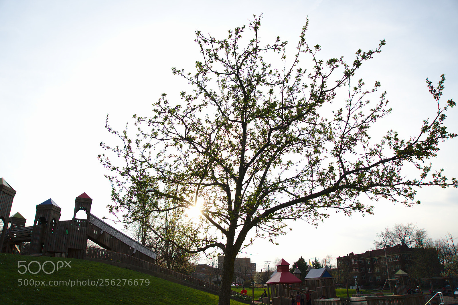 Sony a7 III sample photo. Blooming tree in a photography