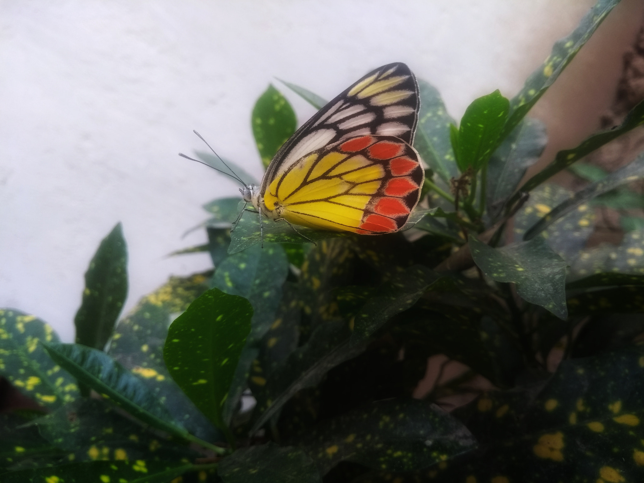 Motorola Moto G (5th Gen) sample photo
