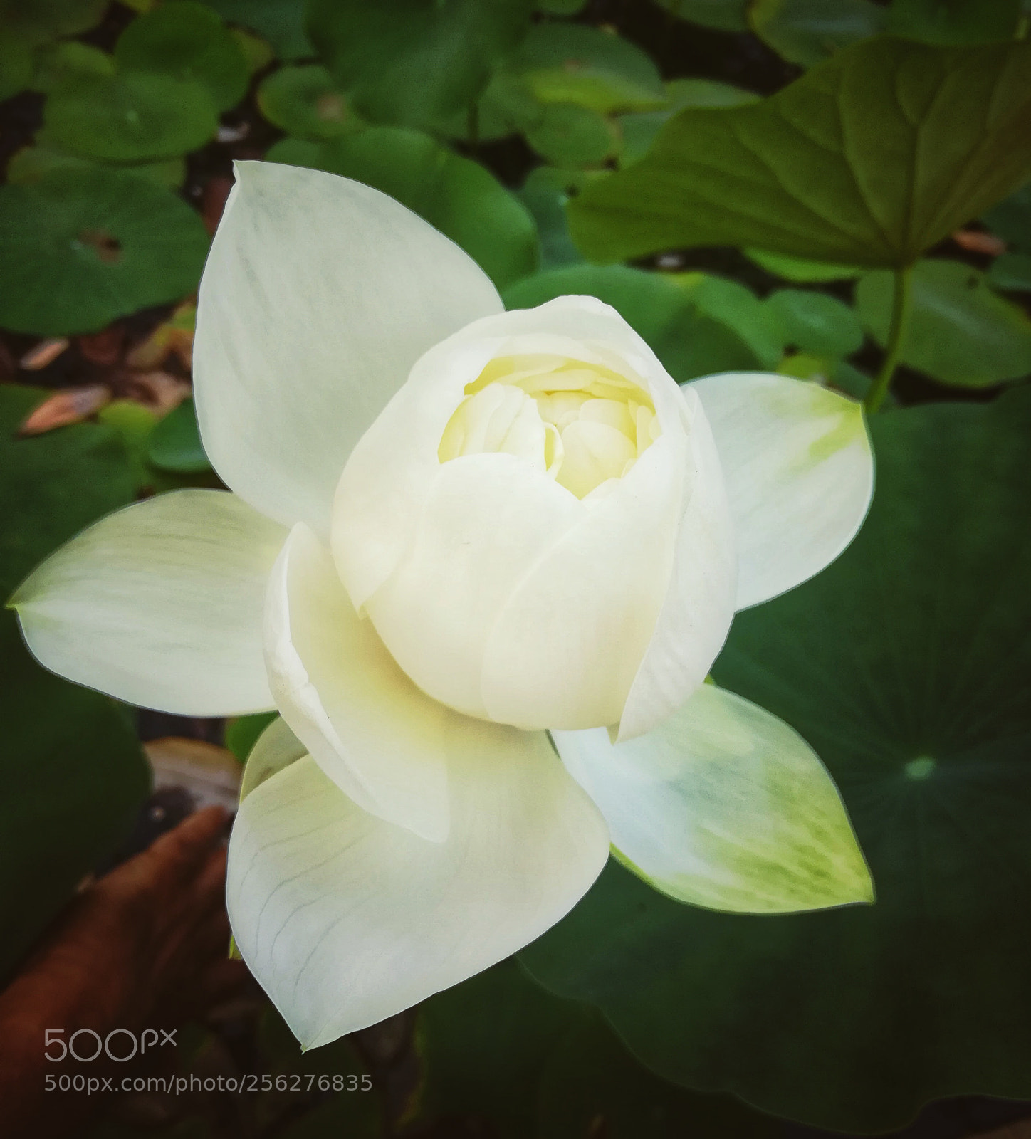 HUAWEI honor 6x sample photo. Lotus bloom photography