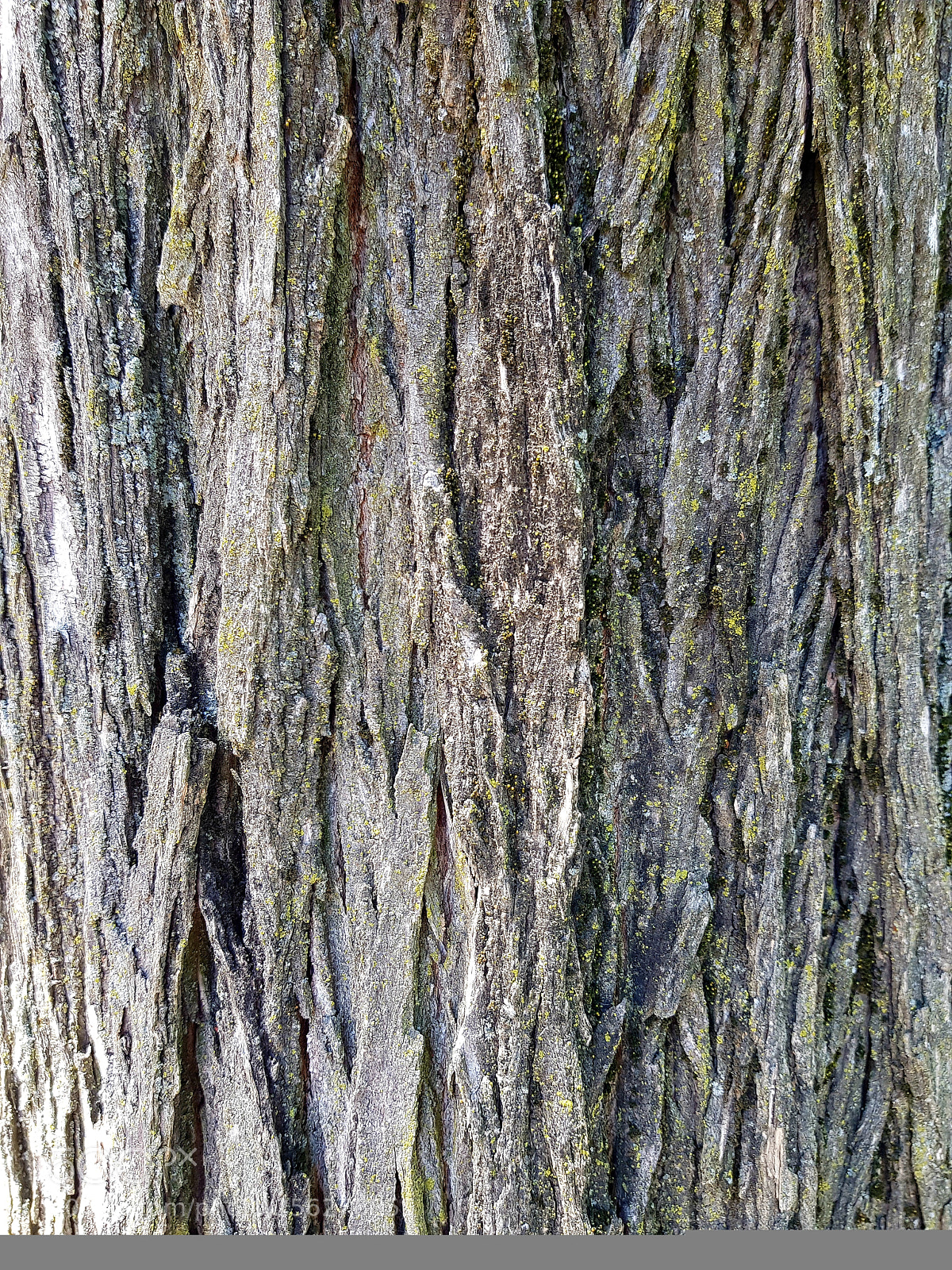 Samsung Galaxy S8+ sample photo. Purewood.jpg photography