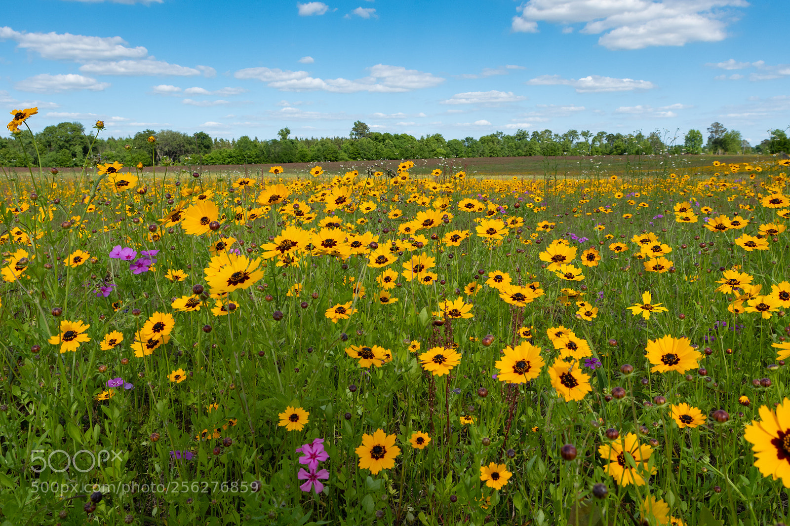 Nikon D750 sample photo. Wildflowers photography
