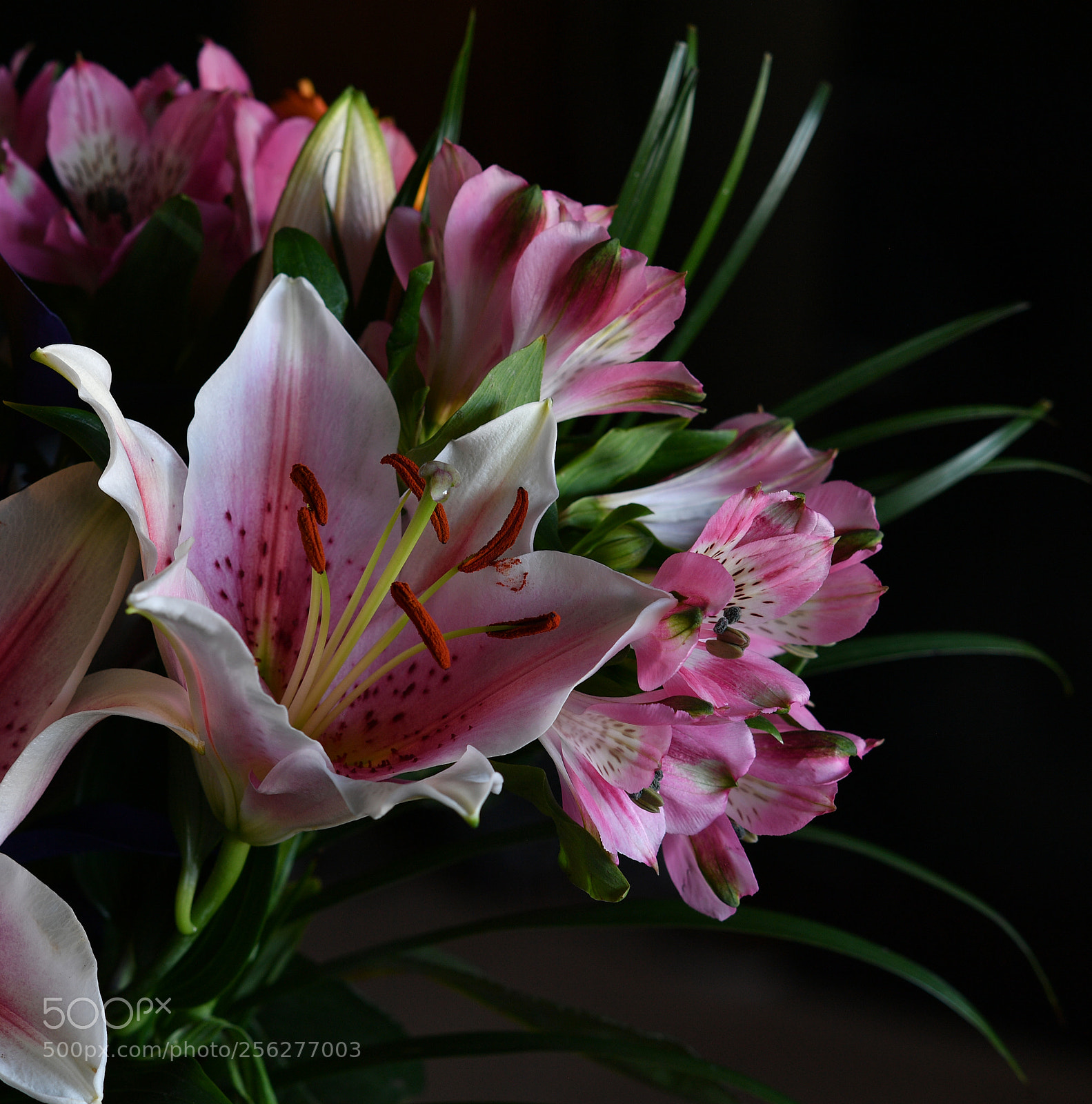 Nikon D5 sample photo. Flowers photography