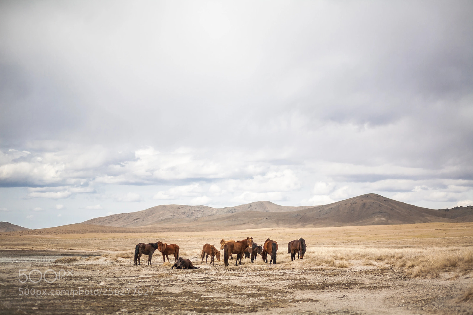 Canon EOS 5D sample photo. Desert horses photography