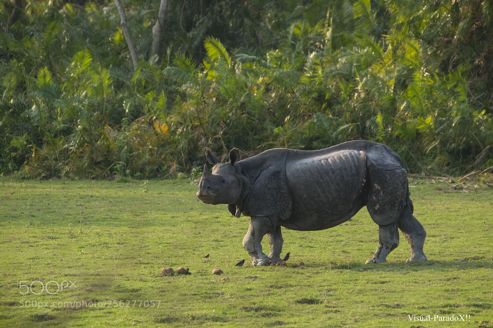Canon EOS 7D Mark II sample photo. Indian rhinoceros photography