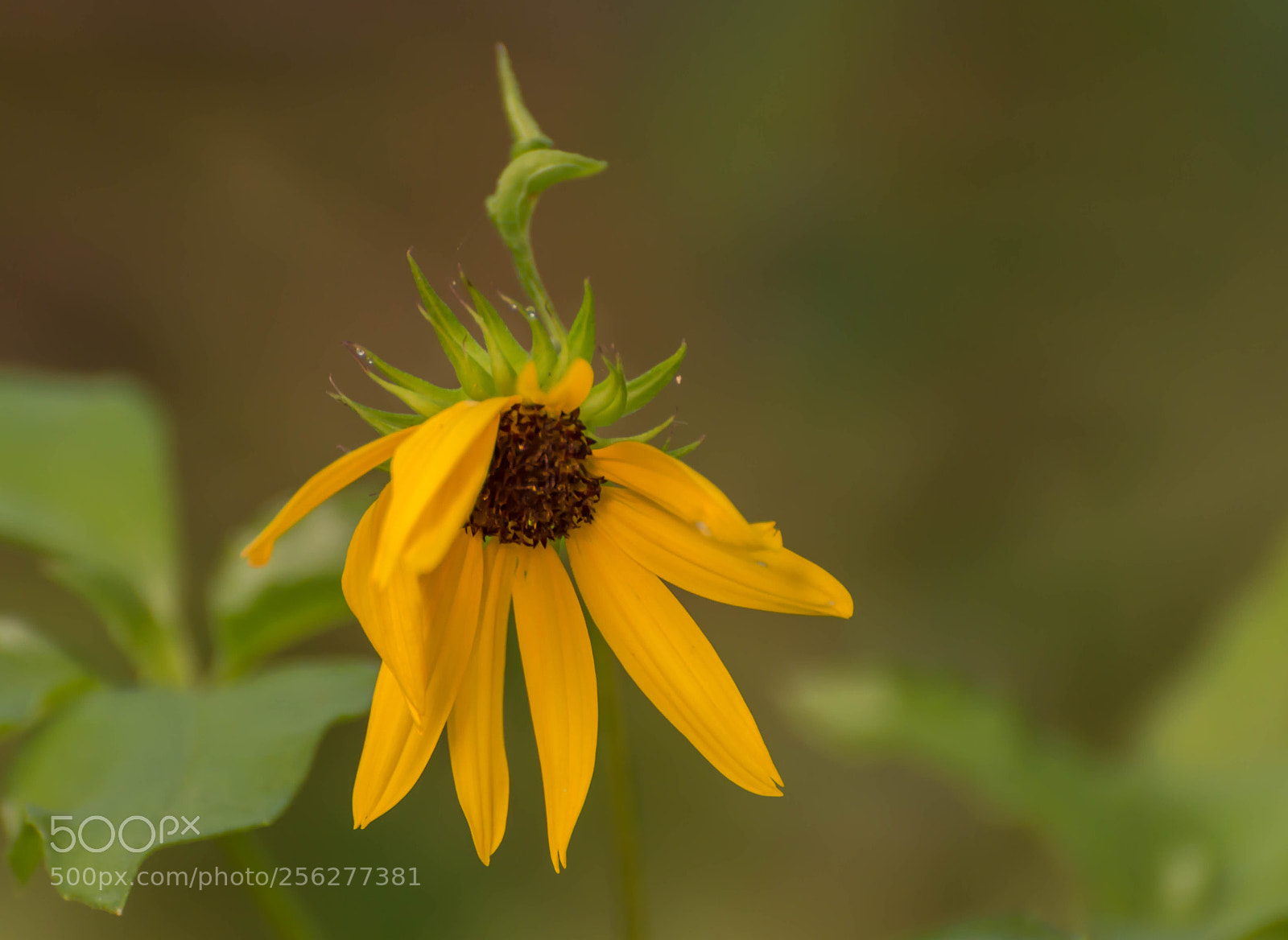 Nikon D3200 sample photo. Wild black eyed susan photography