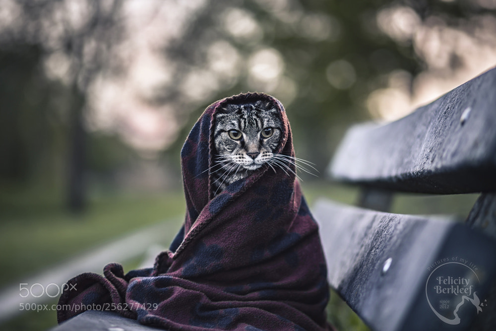 Canon EOS 6D sample photo. Obi wan catommie photography
