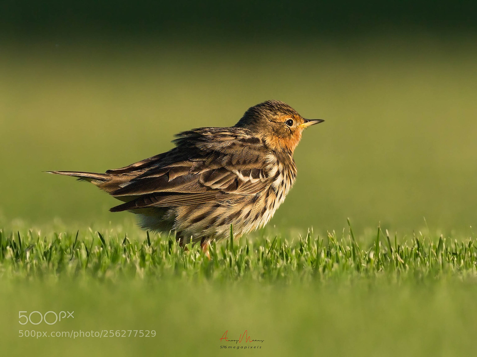 Canon EOS 70D sample photo. Red throated pipit photography