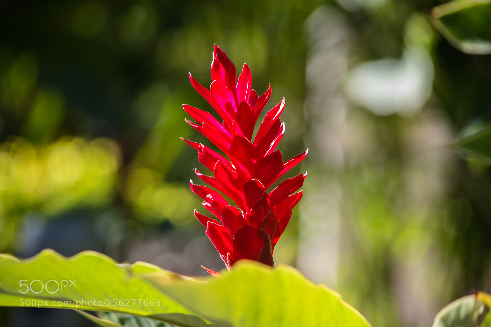 Nikon D5500 sample photo. Red one photography